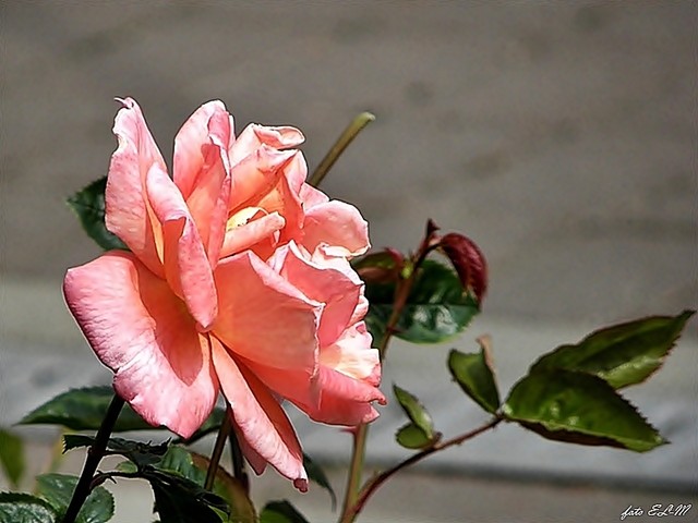 róża piękny kwiat