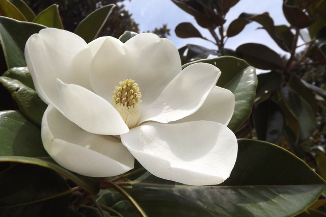 Magnolia Południowa albo Magnolia Grandiflora