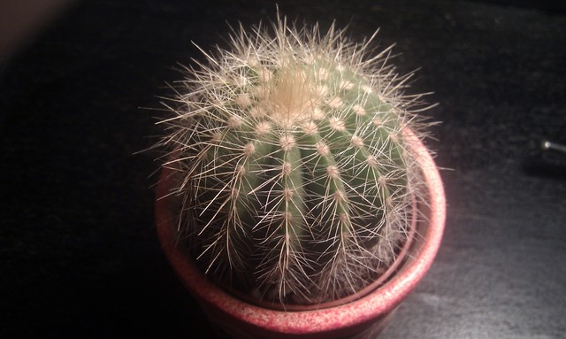 Zna ktoś nazwę tego kaktusa??