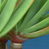 Aloe Plicatilis :)