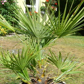 Dwarf Fan Palm