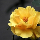 herbaciana róża