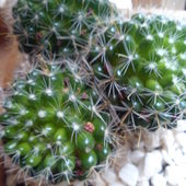 kaktusiki w kwiaciarni