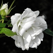 królowa kwiatów w białym kolorze