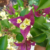 Kwiatki w kwiecie - bougainvillea, zime spędzi w garażu 