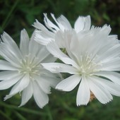  Kwiaty cykorii białej.  Makro.