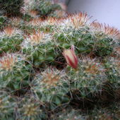 Kwitnący kaktus :)
