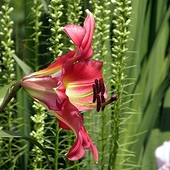 lilia z profilu