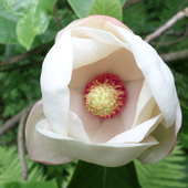 Magnolia - zapach gumy do żucia :)