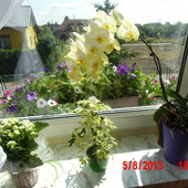 Moje roślinki (szefi, storczyk, surfinie za oknem:)