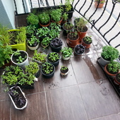 moje zioła na balkonie. :)