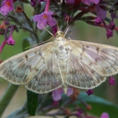 Motyl - Boczanka brązowianka.