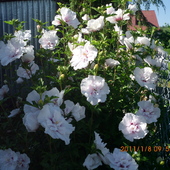 Ogrodowy hibiskus o białych, pełnych kwiatach. 