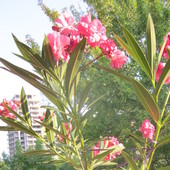 oleander c.d