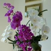 orchidee...