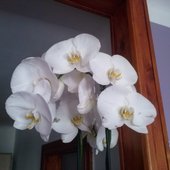 phalaenopsis :)