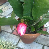 Piękny Kwiat Kaktus