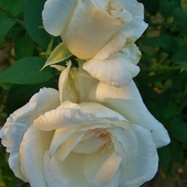 Róża biała.