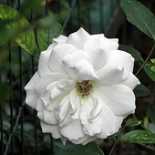 róża w bieli