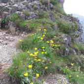 Tatrzańskie kwiaty