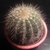 Zna ktoś nazwę tego kaktusa??