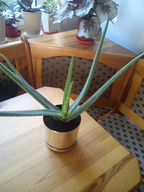 Aloes-kupiłam sama