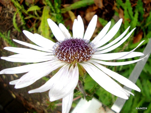 Berkheya Purpurea-Asteraceae.  Ogr. Bot.