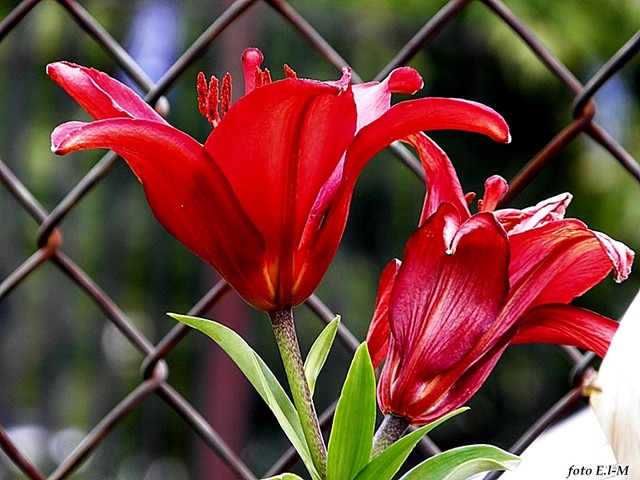 czerwona lilia