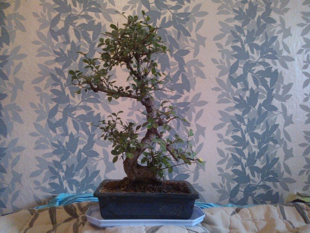 I znów bonsai...