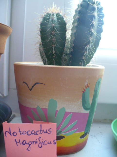 kolejny tajemniczy kaktus