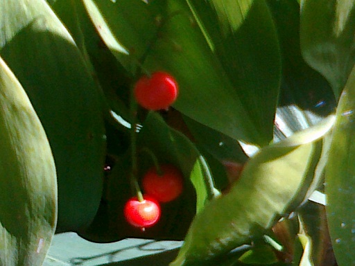 Konwalia majowa (Convallaria majalis L.) 