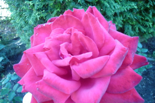 Królowa kwiatów -- róża :)
