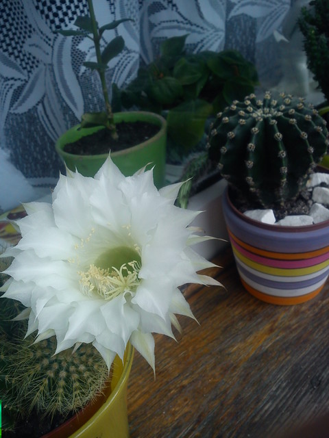 kwiat kaktusa