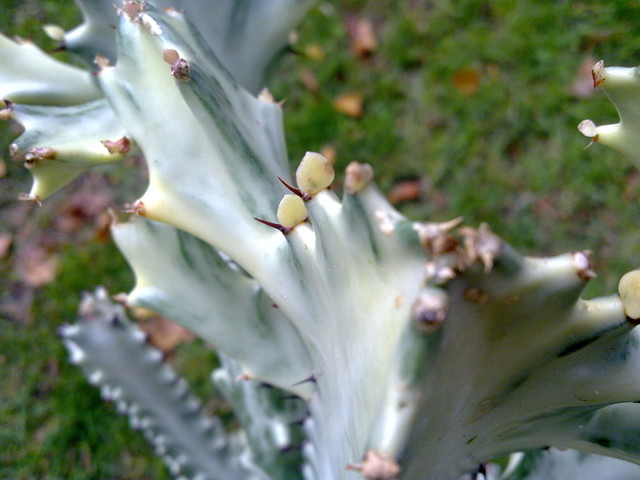 Listki Euphorbia lactea 