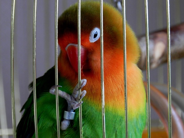 Moja papuga