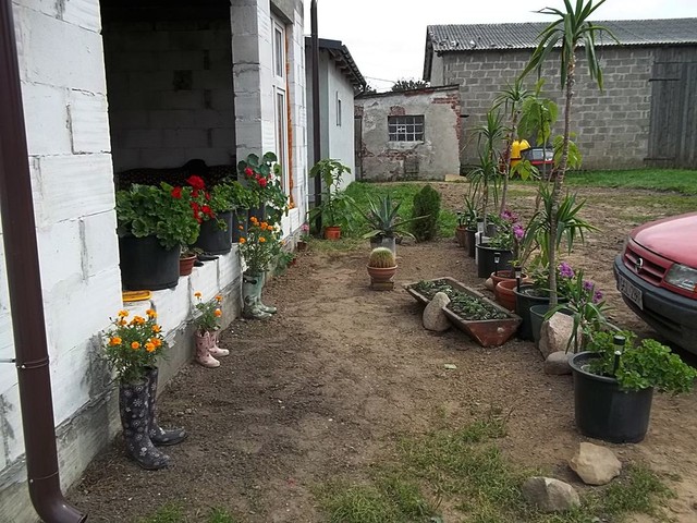 Nowy ogród