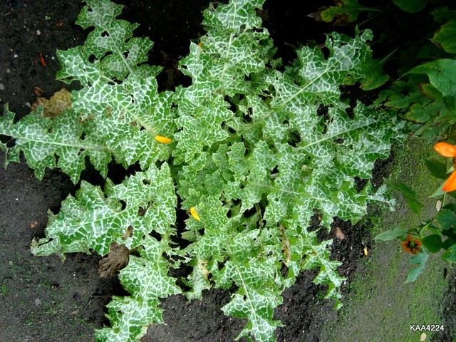 Ostropest plamisty - Asteraceae.  Ogr. Bot.
