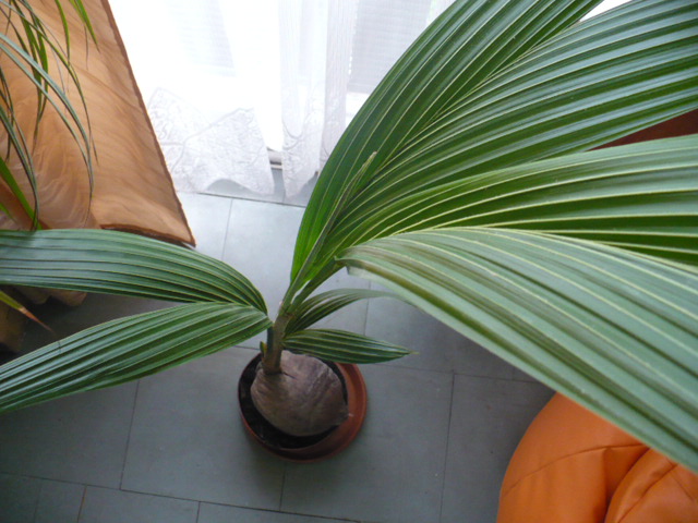 palma kokosowa // cocos nucifera