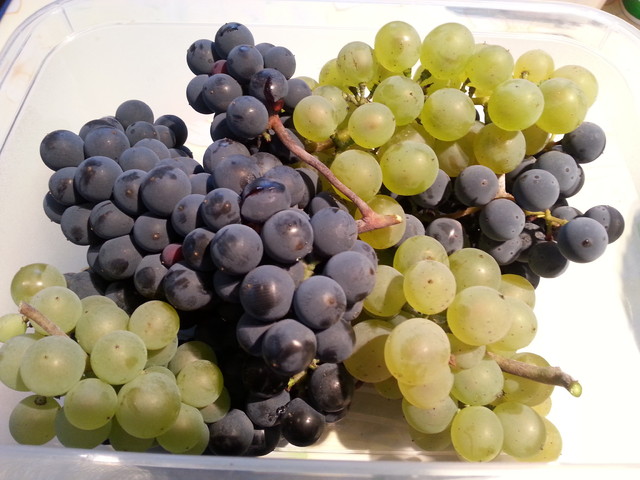 pierwsze winogronko z własnego ogrodu. :)