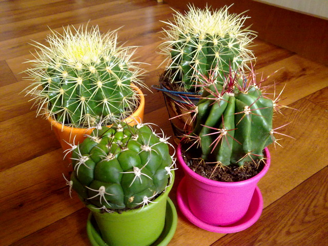 Rodzina Echinocactusów - Echinocactus.