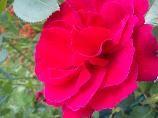 Róża  ten piękny kwiat przesyłam dla wszystkich  KOLEŻANEK  
