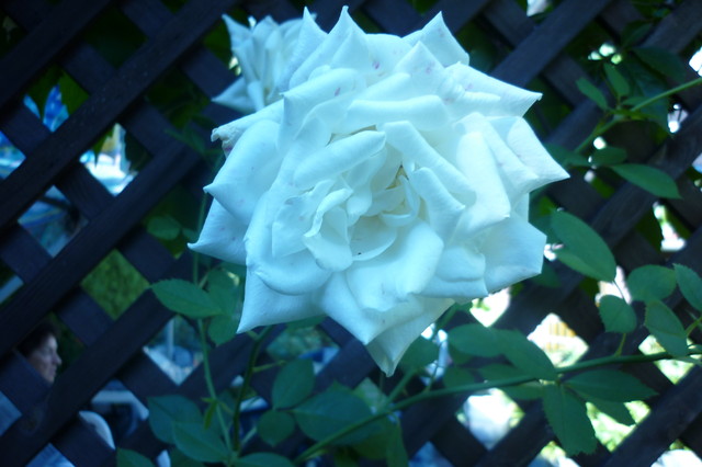Róża... biała też piękna.