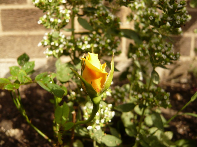Róża i kwitnące oregano