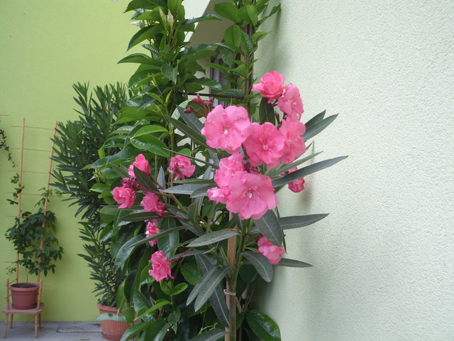 Różowy oleander.