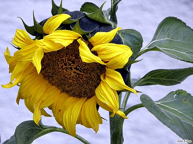 słoneczny kwiat