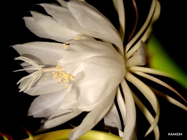 Trzecia odsłona Epiphyllum Oxypetalum.