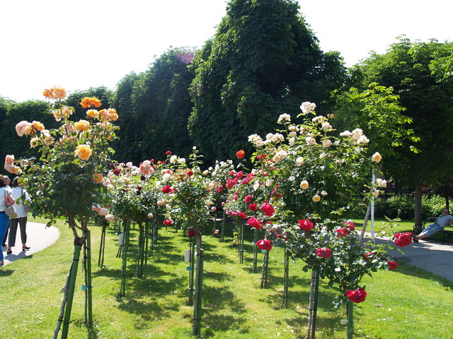  wiedeńskie róże