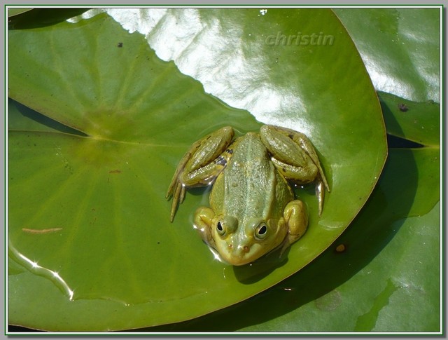 żaba zielona jeziorkowa