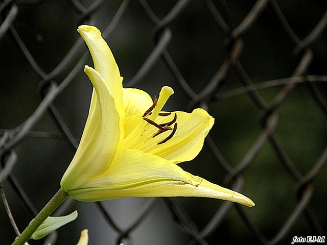żółta lilia