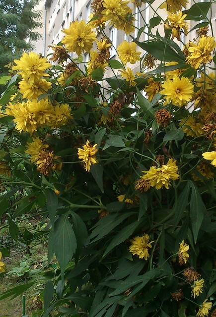 Żółte kwiatki